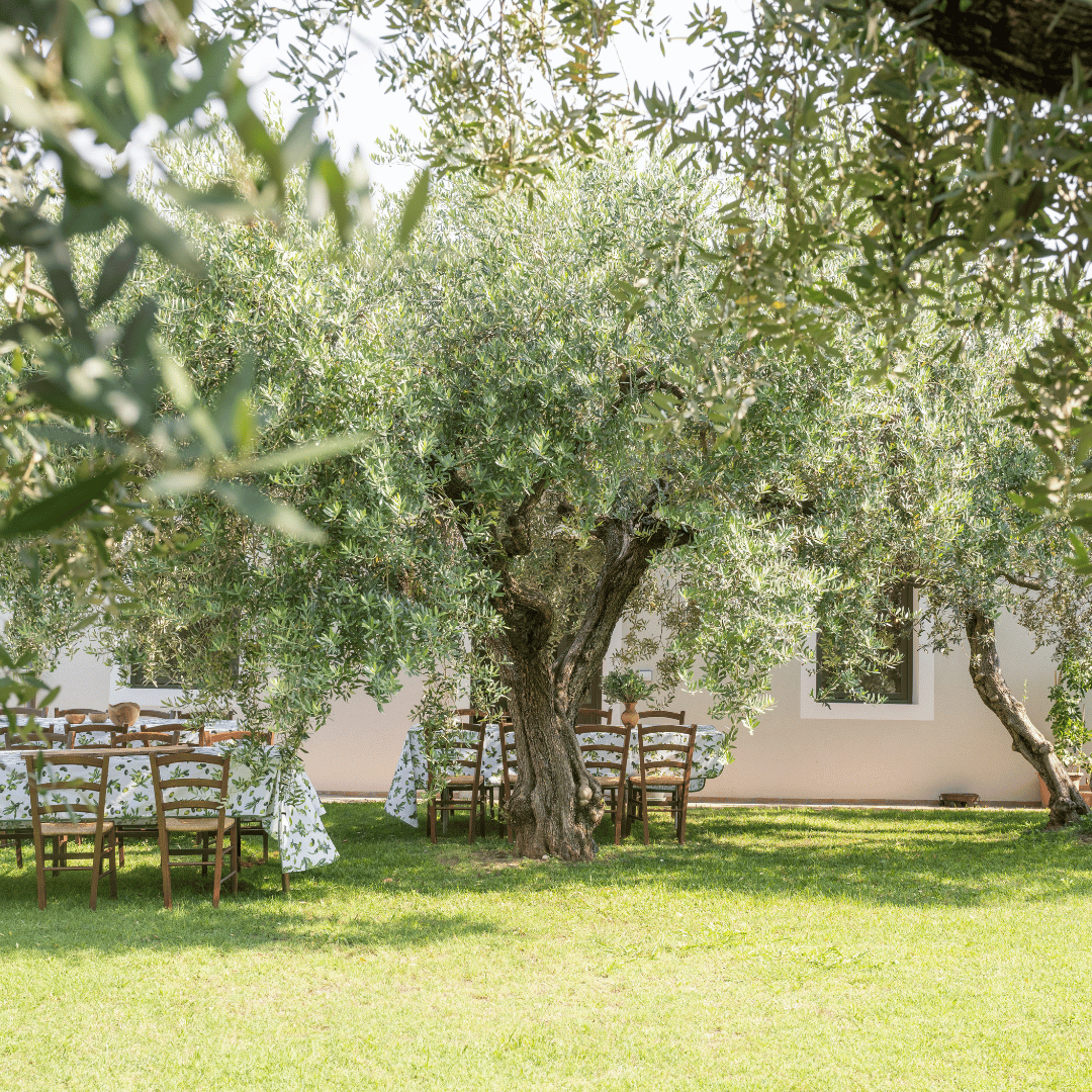 Olive Mill Tour and Tasting in the Verona Countryside - Olive Oil Experience - Touraround