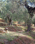 Olive Mill Tour with Oil and Food Tastings near Pisa - Olive Oil Experience - Touraround