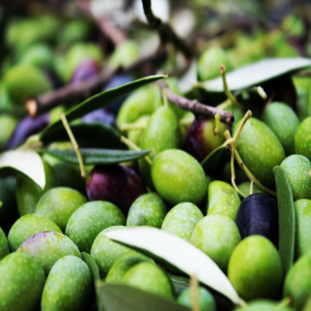 Olive Mill Tour with Oil and Food Tastings near Pisa - Olive Oil Experience - Touraround