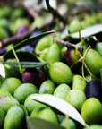 Olive Mill Tour with Oil and Food Tastings near Pisa - Olive Oil Experience - Touraround