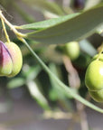 Olive Mill Tour with Oil and Food Tastings near Pisa - Olive Oil Experience - Touraround