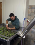 Olive Mill Tour with Oil and Food Tastings near Pisa - Olive Oil Experience - Touraround