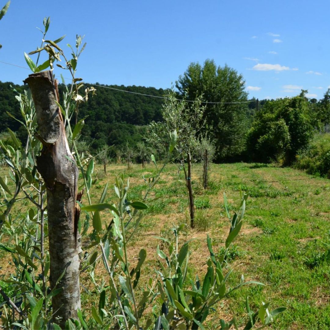 Olive Mill Tour with Oil & Food Tasting near Siena & Perugia - Olive Oil Experience - Touraround