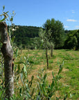 Olive Mill Tour with Oil & Food Tasting near Siena & Perugia - Olive Oil Experience - Touraround