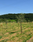 Olive Mill Tour with Oil & Food Tasting near Siena & Perugia - Olive Oil Experience - Touraround