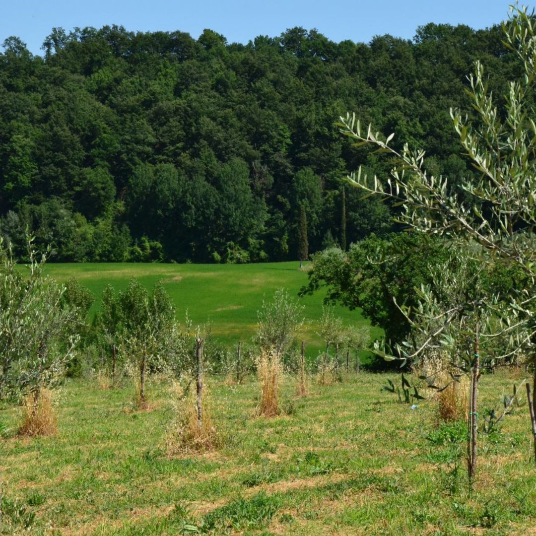 Olive Mill Tour with Oil & Food Tasting near Siena & Perugia - Olive Oil Experience - Touraround