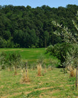 Olive Mill Tour with Oil & Food Tasting near Siena & Perugia - Olive Oil Experience - Touraround