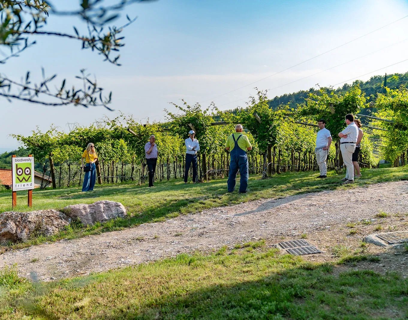 Olive oil tasting on the hills of Valpolicella - Olive Oil Tasting - Touraround