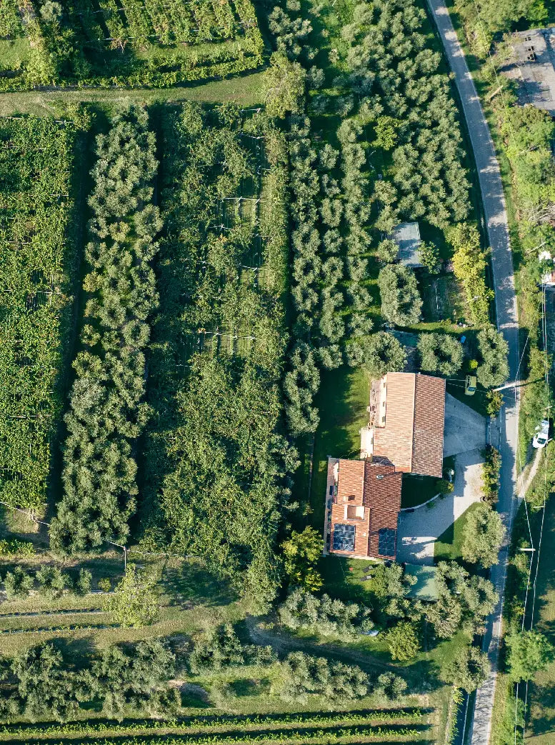 Lake Garda Olive Oil Tour & Tasting with Panoramic Views - Touraround