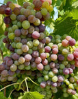 Organic and Biodynamic Winery Tour and Tasting in Lucca - Wine Tasting - Touraround