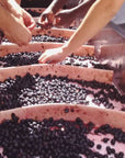 Organic and Biodynamic Winery Tour and Tasting in Lucca - Wine Tasting - Touraround