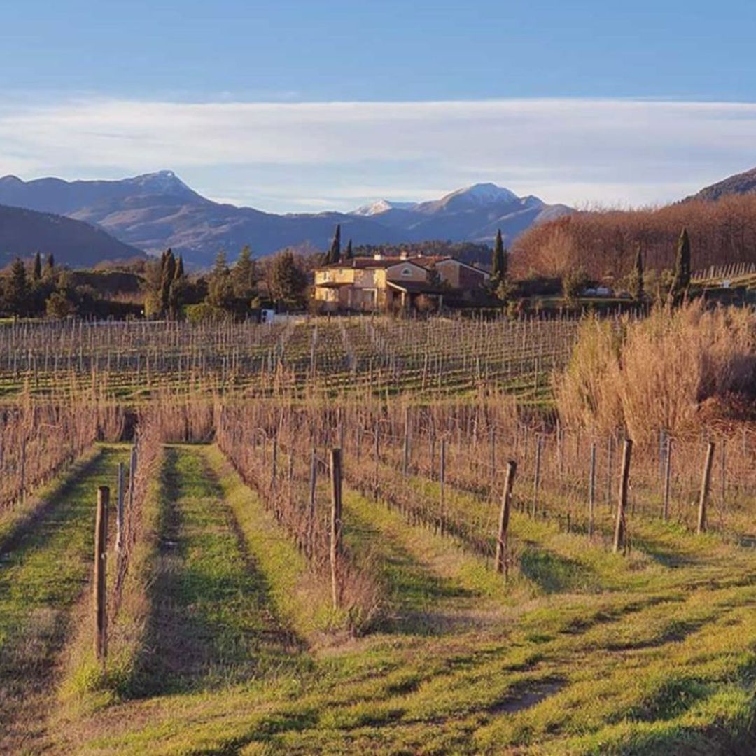 Organic and Biodynamic Winery Tour and Tasting in Lucca - Wine Tasting - Touraround
