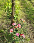 Organic and Biodynamic Winery Tour and Tasting in Lucca - Wine Tasting - Touraround