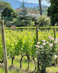 Organic and Biodynamic Winery Tour and Tasting in Lucca - Wine Tasting - Touraround