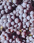 Organic and Biodynamic Winery Tour and Tasting in Lucca - Wine Tasting - Touraround