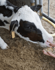 Parmesan Wheels near Parma: Tasting & Factory Tour - Parmesan Tour - Touraround