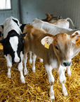 Parmesan Wheels near Parma: Tasting & Factory Tour - Parmesan Tour - Touraround