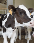 Parmesan Wheels near Parma: Tasting & Factory Tour - Parmesan Tour - Touraround
