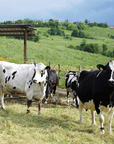 Parmesan Wheels near Parma: Tasting & Factory Tour - Parmesan Tour - Touraround