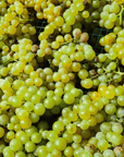 Pavia: Organic Winery Visit & Wine Tasting with Food Platter - Wine Tasting - Touraround