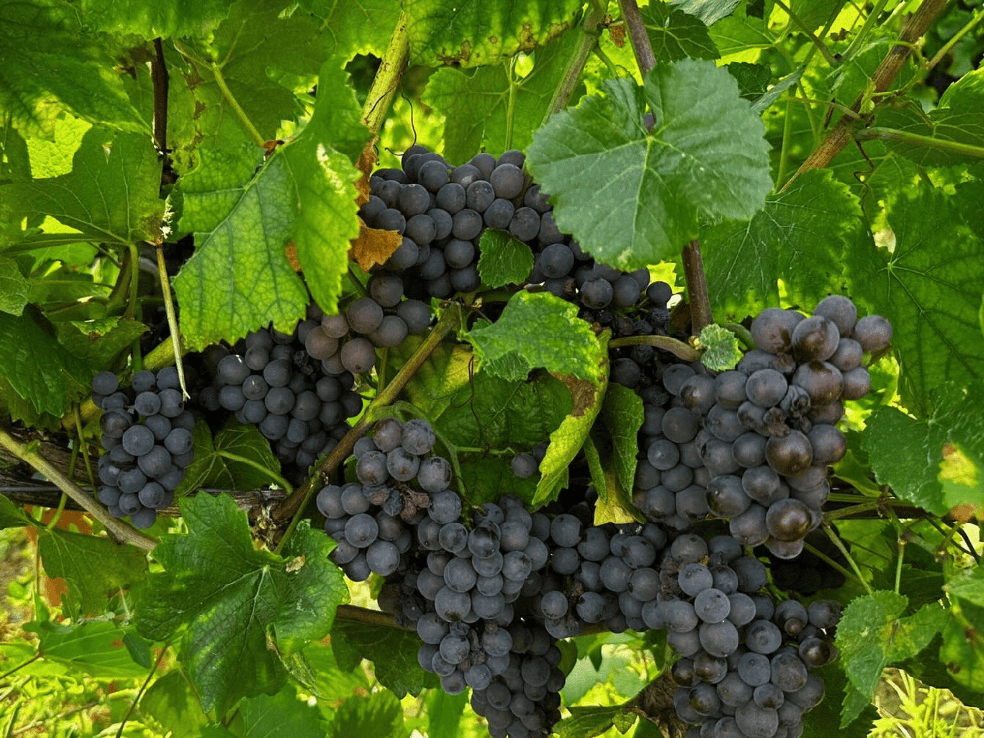 Pavia: Organic Winery Visit & Wine Tasting with Food Platter - Wine Tasting - Touraround