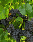 Pavia: Organic Winery Visit & Wine Tasting with Food Platter - Wine Tasting - Touraround
