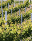 Pavia: Organic Winery Visit & Wine Tasting with Food Platter - Wine Tasting - Touraround