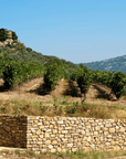 Perugia Winery Visit & Tasting near the Lake Trasimeno - Wine Tasting - Touraround