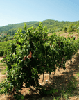 Perugia Winery Visit & Tasting near the Lake Trasimeno - Wine Tasting - Touraround