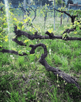 Prosecco Tasting in Countryside Winery - Wine Tasting - Touraround