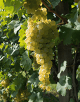 Prosecco Tasting in Countryside Winery - Wine Tasting - Touraround