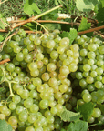 Prosecco Tasting in Countryside Winery - Wine Tasting - Touraround