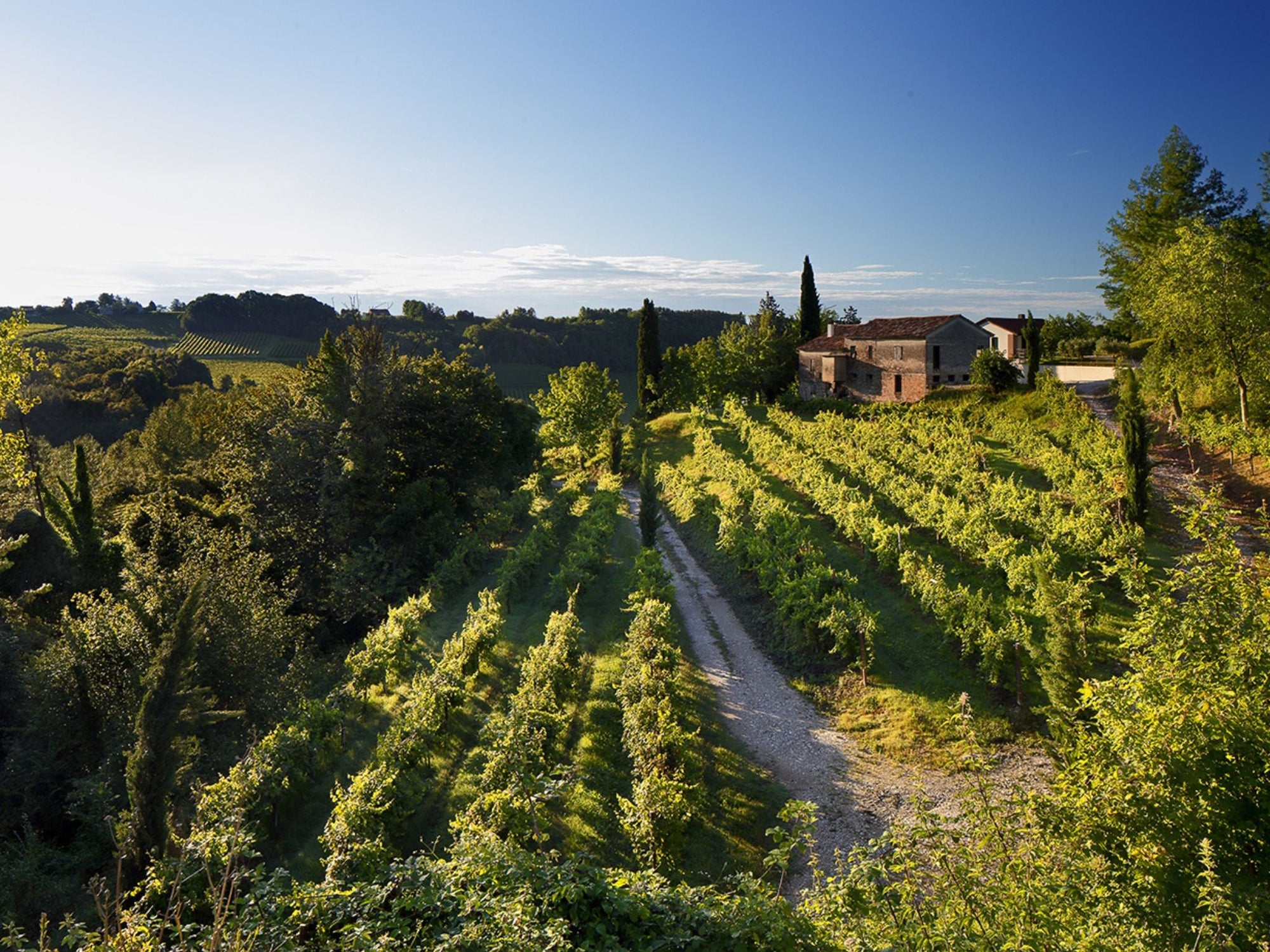 Prosecco Winery Tasting with Food Pairing near Venice - Wine Tasting - Touraround