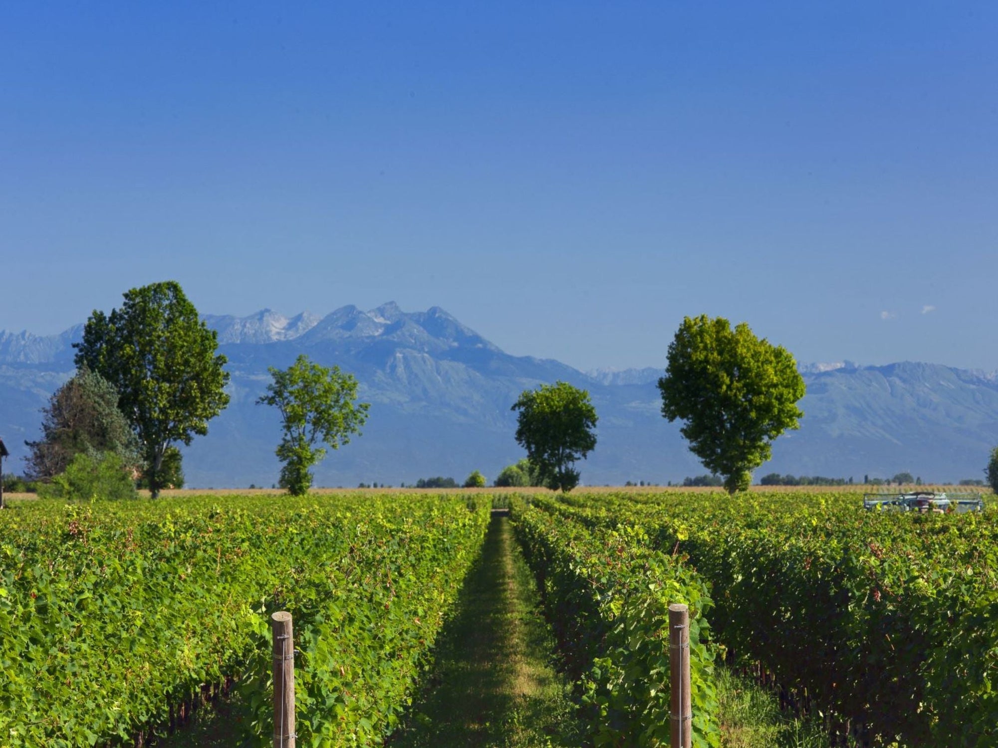 Prosecco Winery Tasting with Food Pairing near Venice - Wine Tasting - Touraround