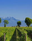 Prosecco Winery Tasting with Food Pairing near Venice - Wine Tasting - Touraround