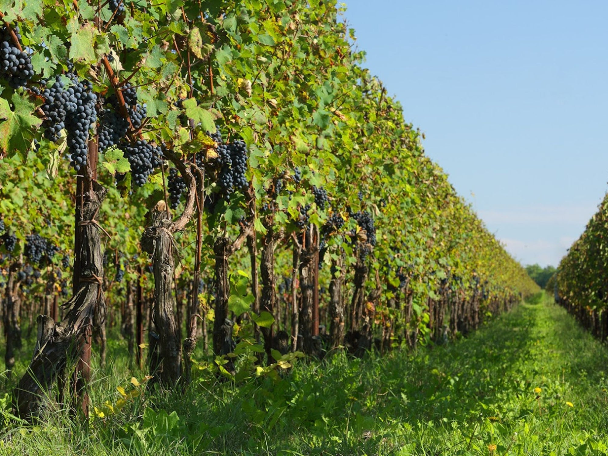 Prosecco Winery Tasting with Food Pairing near Venice - Wine Tasting - Touraround