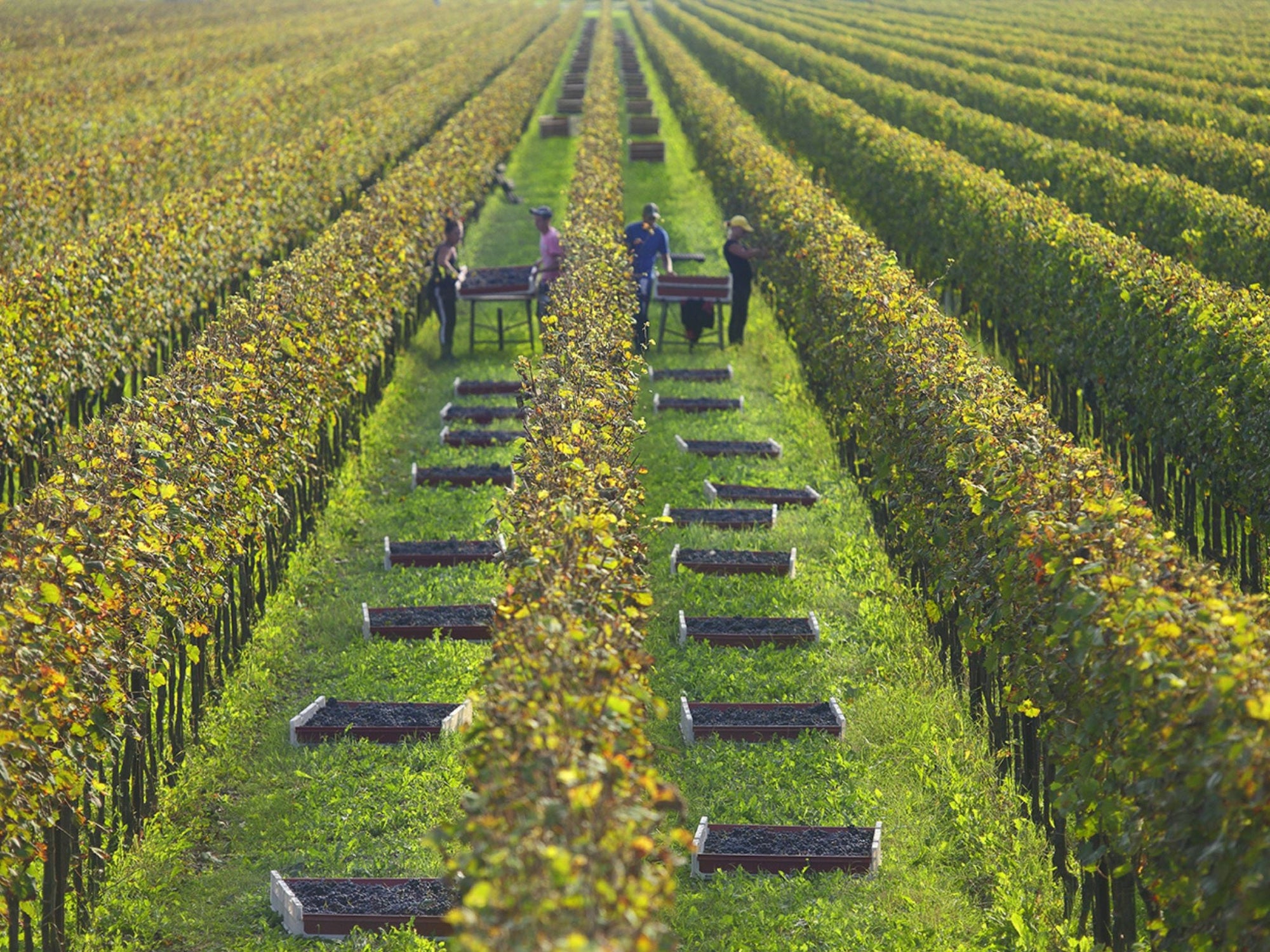 Prosecco Winery Tasting with Food Pairing near Venice - Wine Tasting - Touraround
