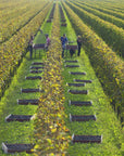 Prosecco Winery Tasting with Food Pairing near Venice - Wine Tasting - Touraround