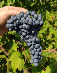 Reggio Emilia: Balsamic Vinegar Tasting & Production Tour - Balsamic Vinegar Tasting - Touraround