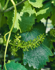 Reggio Emilia: Balsamic Vinegar Tasting & Production Tour - Balsamic Vinegar Tasting - Touraround