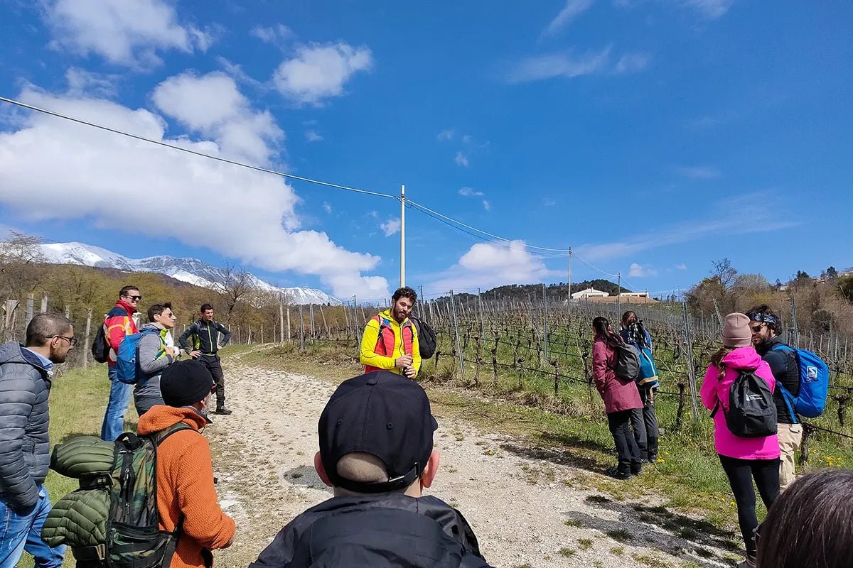 Tasting of Organic Mountains Wines with Vineyard and Cellar Tour - Wine Tasting - Touraround