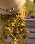 Tour and tasting of 5 Garda wines and olive oil in Valeggio - Wine Tasting - Touraround