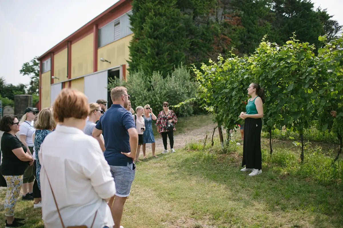 Tour and tasting of local young Wines in Valeggio - Wine Tasting - Touraround