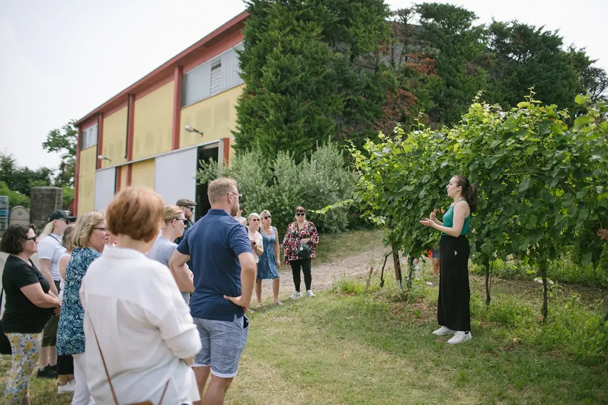 Tour and tasting of Sparkling local Wines in Valeggio - Wine Tasting - Touraround