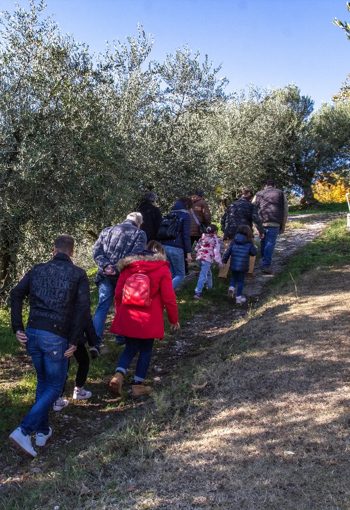 Lake Garda Olive Oil Tour & Tasting with Panoramic Views - Touraround