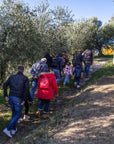 Lake Garda Olive Oil Tour & Tasting with Panoramic Views - Touraround