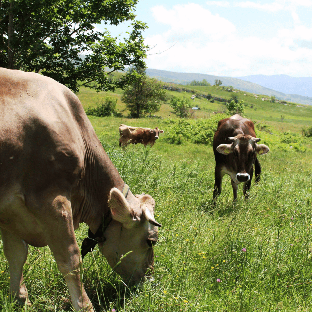 Traditional Cheese Factory Visit with Tasting in Isernia Countryside - Cheese Tour - Touraround