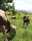 Traditional Cheese Factory Visit with Tasting in Isernia Countryside - Cheese Tour - Touraround