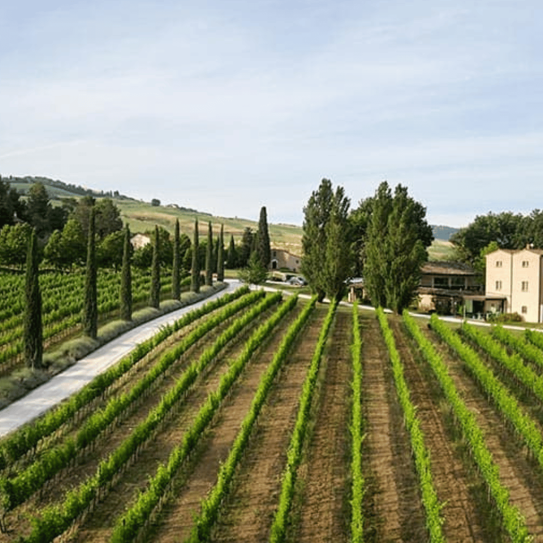 Urbino: Boutique Winery Visit & 5 Organic Wine Tastings - Wine Tasting - Touraround