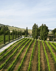 Urbino: Boutique Winery Visit & 5 Organic Wine Tastings - Wine Tasting - Touraround